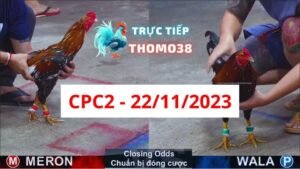 Đá gà thomo CPC2 22-11-2023