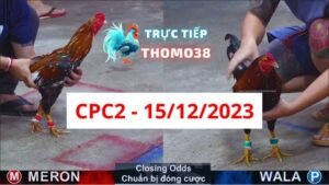 Đá gà thomo CPC2 15-12-2023