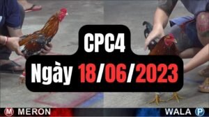 Đá gà thomo CPC4 18-06-2024