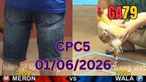 Đá gà thomo CPC5 01-06-2026