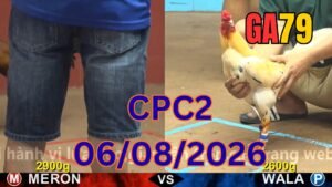 Đá gà thomo CPC2 06-08-2026