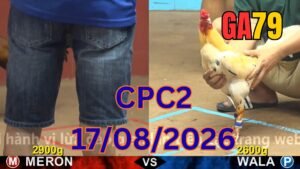 Đá gà thomo CPC2 17-08-2026