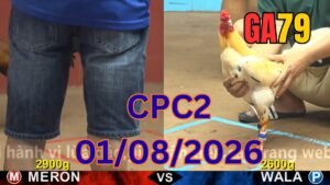 Đá gà thomo CPC2 01-08-2026