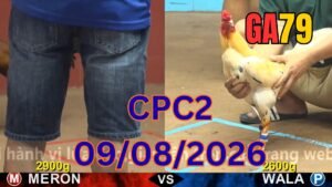 Đá gà thomo CPC2 09-08-2026