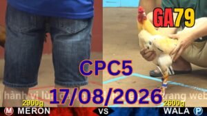 Đá gà thomo CPC5 17-08-2026